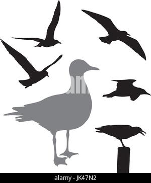 Vector seagull collection Stock Vector