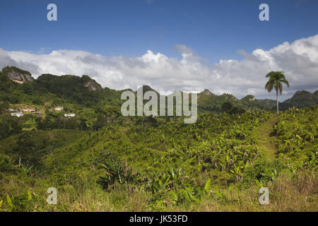 Puerto Rico, North Coast, Karst Country, Lares area, Karst Country landscape Stock Photo