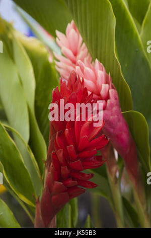 France, Reunion Island, St-Paul, Seafront Market, Red Ginger flowers, alpinia purpurata Stock Photo