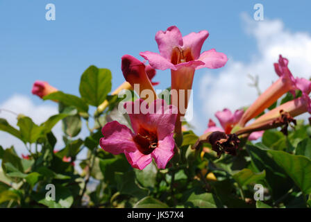 Bignonia capreolata (Bignoniaceae family) pink flowers blossom on the blue sky background. Stock Photo