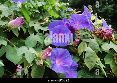 Ipomoea indica blue flowers blossom. Stock Photo