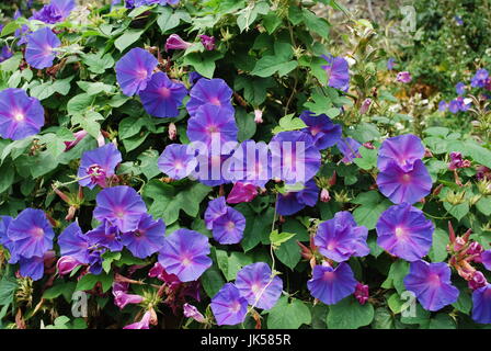 Ipomoea indica blue flowers blossom. Stock Photo