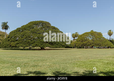 Oahu Hawaii, March 2017, Monkey pod trees at Moanalua Gardens spring time Stock Photo