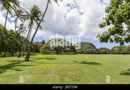 Oahu Hawaii, March 2017, Monkey pod trees at Moanalua Gardens spring time Stock Photo