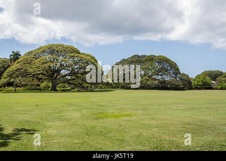 Oahu Hawaii, March 2017, Monkey pod trees at Moanalua Gardens spring time Stock Photo