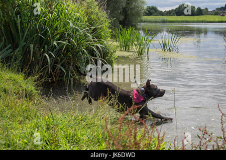 Melton Mowbray 22nd July 2017: Dark clouds  with a cool wind and down pours of rain, bad weather  not stopping this dog from enjoying the lake with local wildlife. Clifford Norton/Alamy Live News Stock Photo
