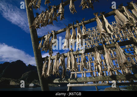 Norwegen, Lofoten, Henningsvaer,  Küstenlandschaft, Fischerei, Fische, Trocknung Skandinavien, Meer, Küste, Landschaft, Fisch, Fischfang, Stockfisch, trocknen, aufhängen, Wirtschaft, Lebensmittel, außen Stock Photo