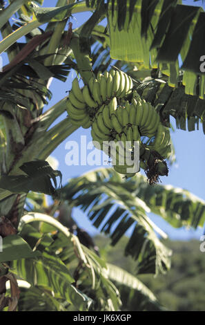 Bananenstaude, Detail, Früchte   Karibik, Französische Antillen, St-Barthelemy, Pflanze, Bananenpflanze, Banane, Obst, Musa Stock Photo