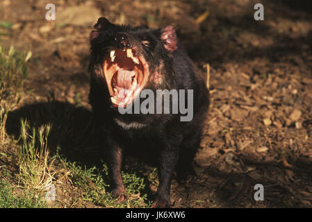 Australien, Tasmanien, Beutelteufel, Sacrophilus harrisi, gähnen  Tasmania, Insel Tasmanien, Natur, Tierwelt, Fauna, Tier, Tiere, Wildtier, Wildtiere, Raubtier, Raubtiere, Säugetier, Säugetiere, Beuteltier, Beuteltiere, Marsupialia, Raubbeutler, Beutelmarder, Dasyurinae, Tasmanischer Teufel, müde, Müdigkeit, aufwachen, Maul offen, Zähne, Gebiss, Wildlife, Tasmanian devil Stock Photo