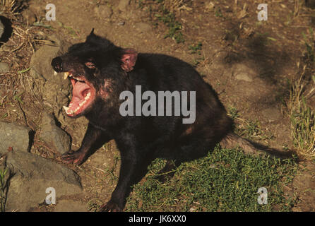 Australien, Tasmanien, Beutelteufel, Sacrophilus harrisi, gähnen  Tasmania, Insel Tasmanien, Natur, Tierwelt, Fauna, Tier, Tiere, Wildtier, Wildtiere, Raubtier, Raubtiere, Säugetier, Säugetiere, Beuteltier, Beuteltiere, Marsupialia, Raubbeutler, Beutelmarder, Dasyurinae, Tasmanischer Teufel, müde, Müdigkeit, aufwachen, Maul offen, Zähne, Gebiss, Wildlife, Tasmanian devil Stock Photo