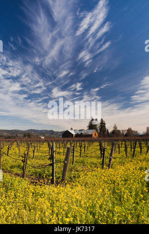 USA, California, Northern California, Napa Valley Wine Country, Rutherford, vineyard in winter Stock Photo