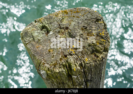 The old stump sticks out of the water. Background. Stock Photo