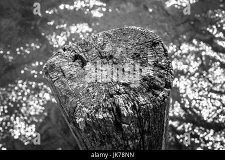 The old stump sticks out of the water. Background. Black and white. Stock Photo