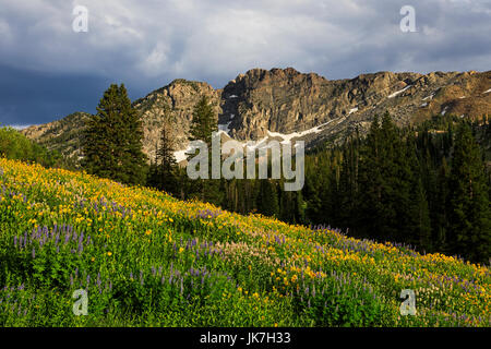 This is a view of a mountain named Devil's Castle in the Albion Basin area of Alta, Utah, USA.  This view looks south across a wildflower display. Stock Photo