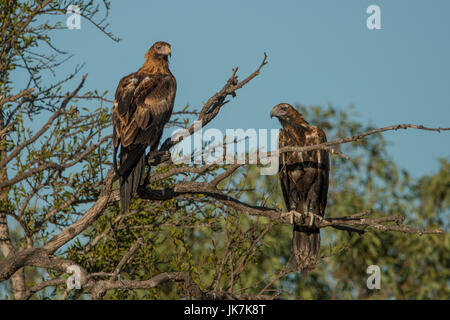 Wedge-tailed Eagles, Aquila audax near Burketown Stock Photo