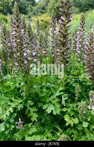 Acanthus spinosus or bears breaches flowers