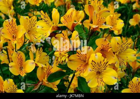 Alstroemeria golden Delight  flowers Peruvian Lily Lily of the Incas