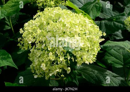 Hydrangea arborescens Annabelle large white  flower  in summer turning to green in autumn Stock Photo