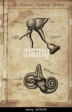 the human auditory system, Parts of the Human Ear, vintage engraved illustration Stock Photo