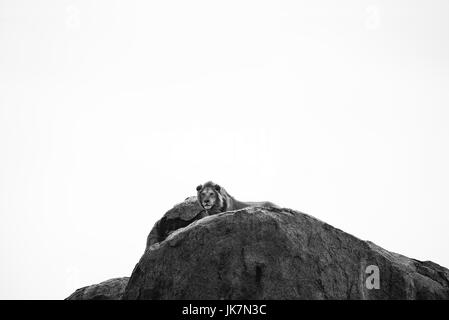 Male Lion brought to attention in his kingdom, Serengeti, Tanzania Stock Photo