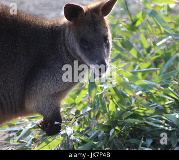 The swamp wallaby (Wallabia bicolor) Stock Photo
