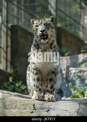 Portrait of a snow leopard sitting on a rock in a zoo Stock Photo