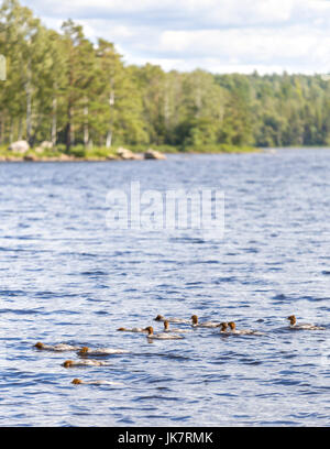 Group of young Common Merganser (N. America) or Goosander (Eurasia) (Mergus merganser) in Lake Uspen, Lerum, Sweden  Model Release: No.  Property Release: No. Stock Photo