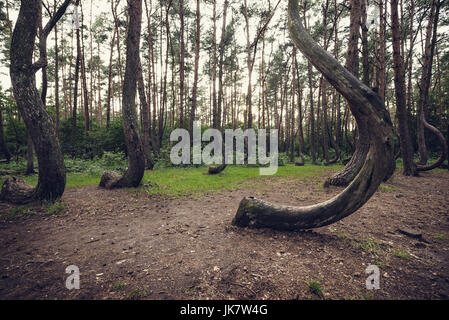 So called Crooked Forest (Polish: Krzywy Las) with oddly-shaped pine trees near Nowe Czarnowo small village in West Pomerania Voivodeship of Poland Stock Photo