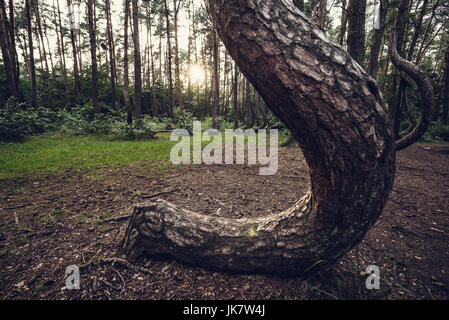 So called Crooked Forest (Polish: Krzywy Las) with oddly-shaped pine trees near Nowe Czarnowo small village in West Pomerania Voivodeship of Poland Stock Photo