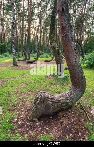 So called Crooked Forest (Polish: Krzywy Las) with oddly-shaped pine trees near Nowe Czarnowo small village in West Pomerania Voivodeship of Poland Stock Photo