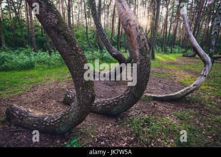 So called Crooked Forest (Polish: Krzywy Las) with oddly-shaped pine trees near Nowe Czarnowo small village in West Pomerania Voivodeship of Poland Stock Photo