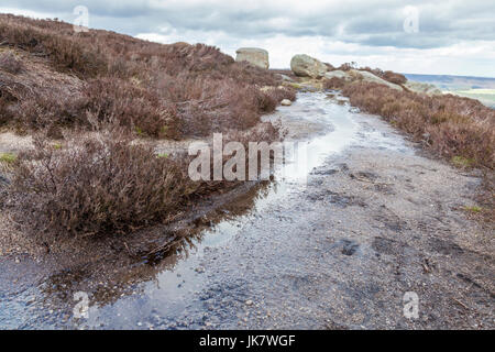 Wet path through heather on moorland in early Spring, Kinder Scout, Derbyshire, Peak District National Park, England, UK Stock Photo
