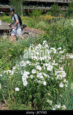 White Mallow - Malva or Lavatera with passing cyclist, Beech Gardens, Barbican, City of London England Britain UK Stock Photo