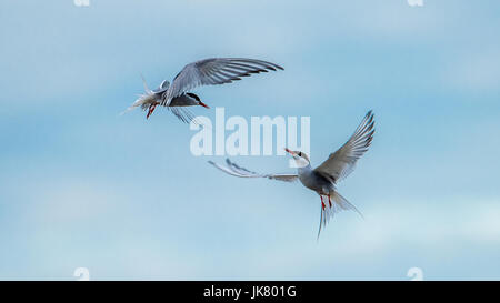 The common tern (Sterna hirundo) flies like dancing in the sky. Stock Photo