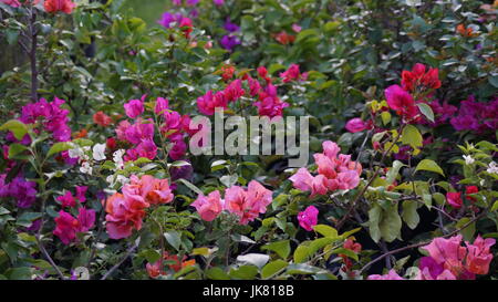 Un jardín de flores, repleto diferentes colores que le dan al mundo belleza, una flor es única por sus tonalidades, especial por su fragancia, hermosa Stock Photo
