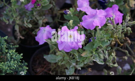 Un jardín de flores, repleto diferentes colores que le dan al mundo belleza, una flor es única por sus tonalidades, especial por su fragancia, hermosa Stock Photo