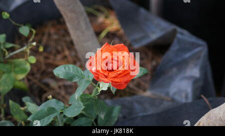 Un jardín de flores, repleto diferentes colores que le dan al mundo belleza, una flor es única por sus tonalidades, especial por su fragancia, hermosa Stock Photo