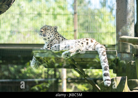 Amur Leopard (Panthera pardus orientalis) relaxing on a small platform Stock Photo