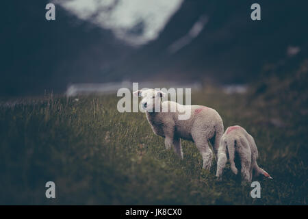 Two baby lambs eating grass by a road while the other is  smiling. Stock Photo