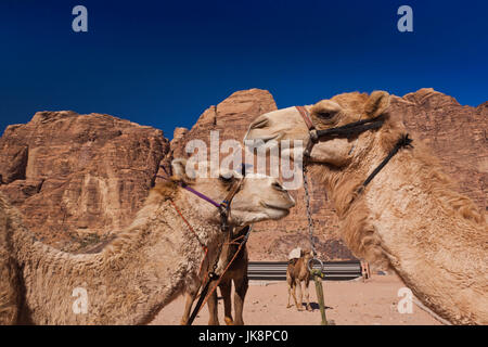 Jordan, Wadi Rum, Rum village, camels Stock Photo