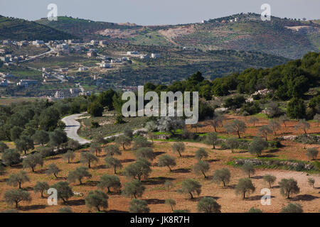 Jordan, Ajloun, elevated view of olive grove Stock Photo