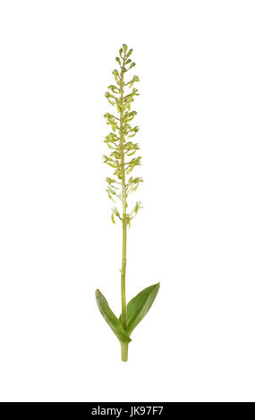 Common Twayblade - Neottia ovata Stock Photo