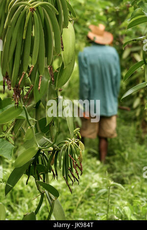 Sambava, Madagascar, january 13, 2017: A malagasy farmer in his plantation of vanilla near Sambava, east of Madagascar Stock Photo