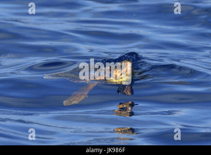 Loggerhead Turtle - Caretta caretta Stock Photo