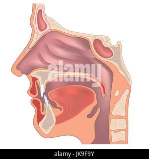 Anatomy of the nose and throat. Human organ structure. Medical sign Stock Photo