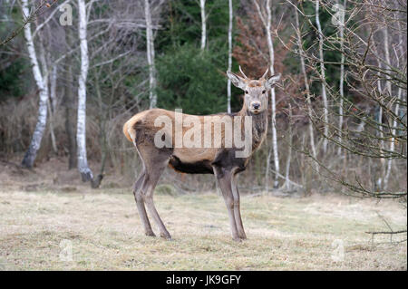 Close Deer in the natural environment in the autumn Stock Photo