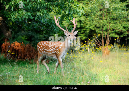 Close-up young whitetail deer standing in summer wood Stock Photo