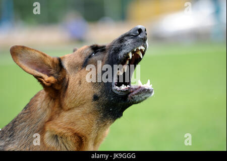 Close-up portrait angry dog on nature Stock Photo
