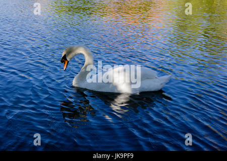 Swimming swam in the lake Stock Photo