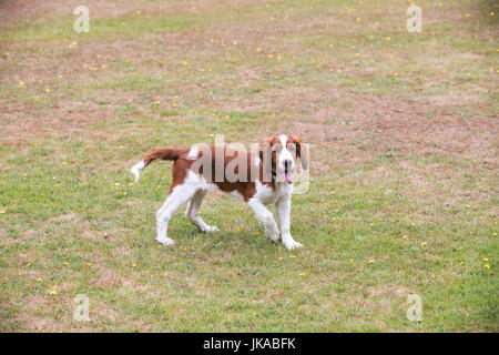 A 14 week old pedigree Welsh Springer Spaniel puppy Stock Photo